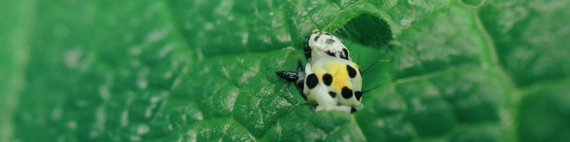 UNTER PFLANZEN - EIN PERSPEKTIVENWECHSEL