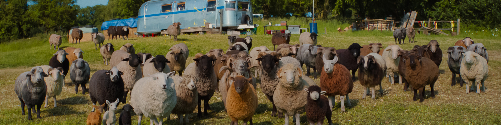 THE SHEEP DETECTIVES